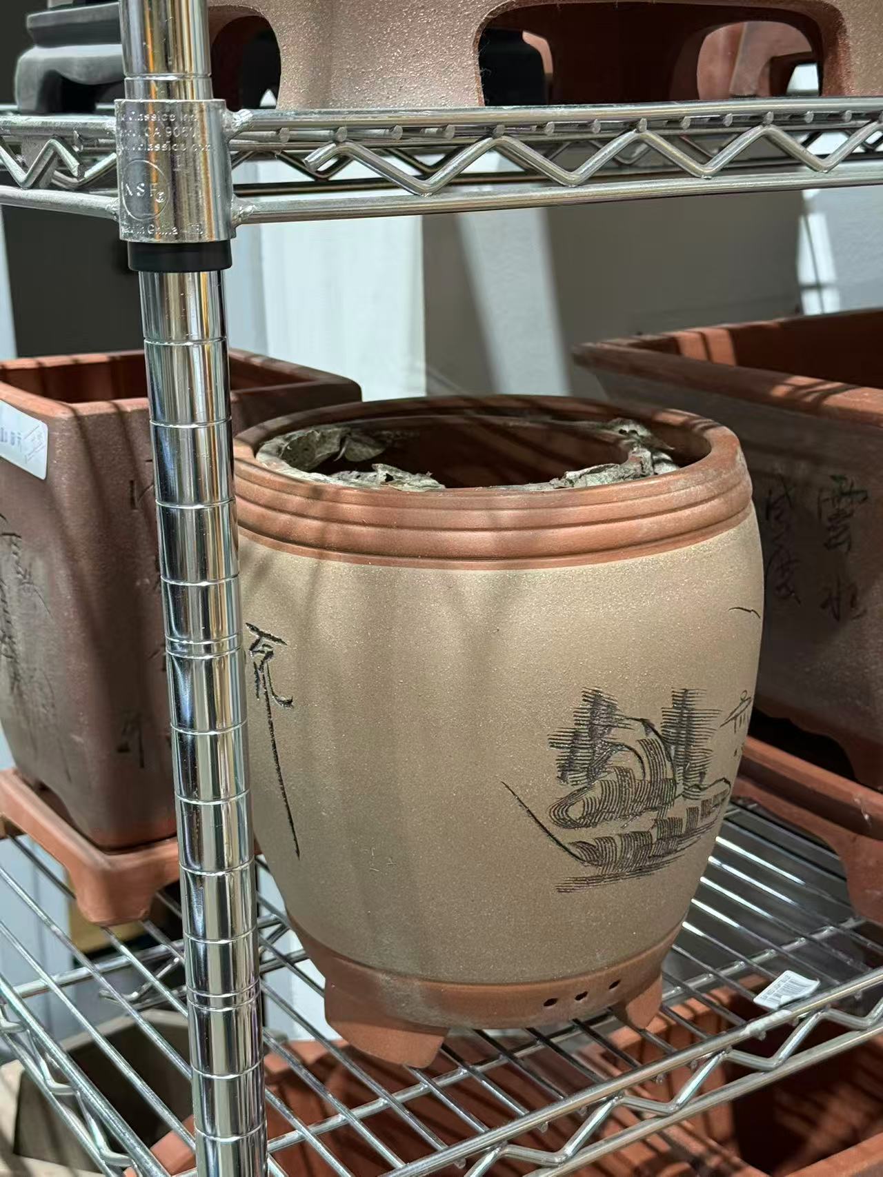 未核对盆栽13