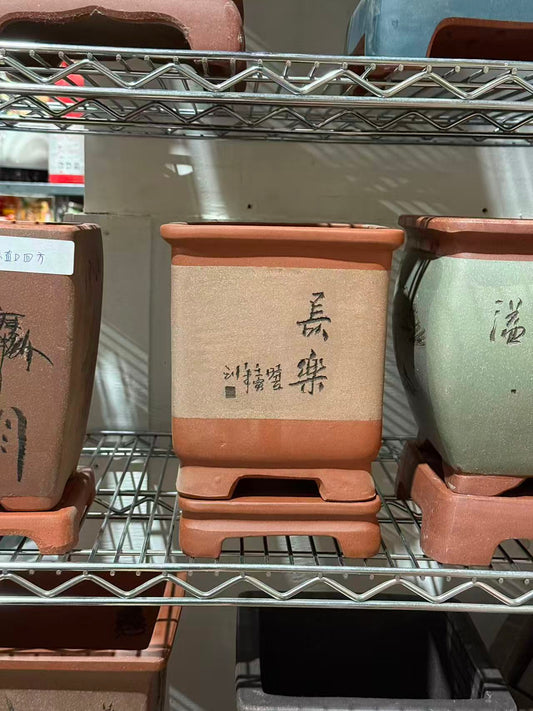 未核对盆栽16