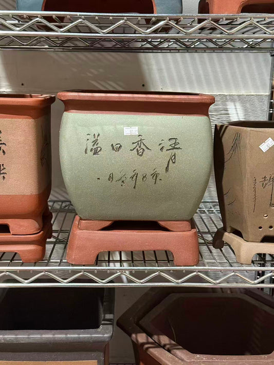 未核对盆栽17