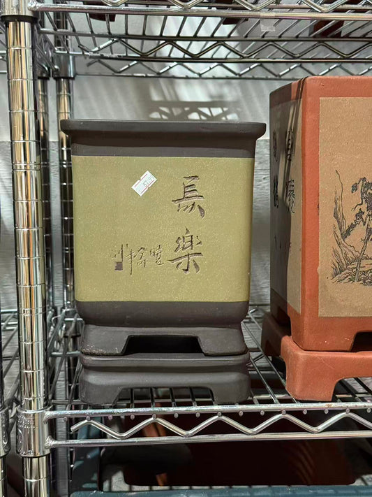 未核对盆栽19