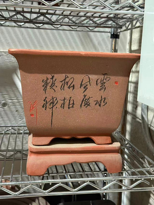 未核对盆栽22