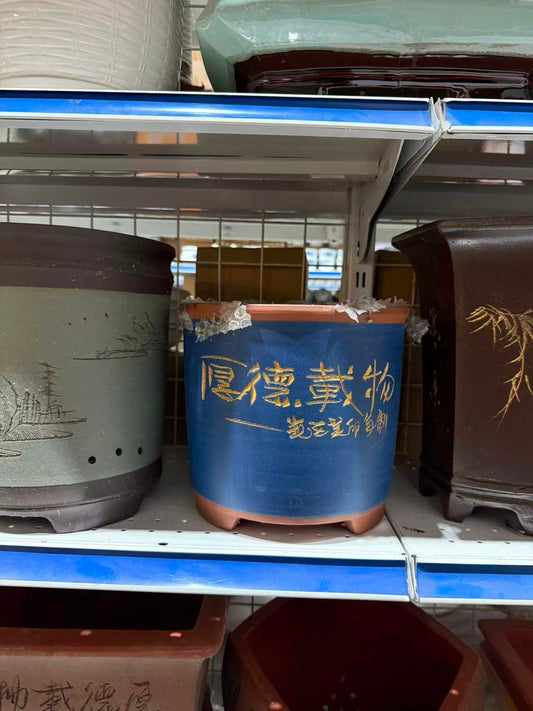 未核对盆栽54